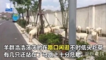 高档住宅区边现圈地放羊 有几只在路上闲逛（图） - 长沙新闻网