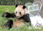 日本诞生一只自然交配熊猫 爸爸相当于人类72岁高龄 - 长沙新闻网