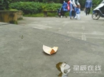 居民楼上扔鸡蛋抗议广场舞 砸痛路过的70岁大爷 - 长沙新闻网