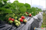 邵阳市今年已启动农业产业化重点建设项目46个 - 长沙新闻网