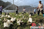 邵阳市今年已启动农业产业化重点建设项目46个 - 长沙新闻网