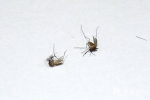 长沙举办疾病预防控制职业技能竞赛 给苍蝇蚊子分子丑寅卯 - 长沙新闻网