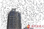 人民路与红港路交叉口附近，成群的鸟儿在天空盘旋（记者 谢慧 摄） - 新浪湖南