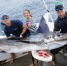澳小女孩捕获294斤青枪鱼破世界纪录 - 长沙新闻网