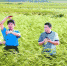 海水稻比普通水稻高很多。图为几名成年男子和海水稻“比身高”。 - 长沙新闻网