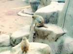 湘潭和平公园一只小猴不幸夭折 猴妈妈生死不离（图） - 长沙新闻网