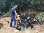 长沙县贫困户“抱团”养鸡致富 户均增收5000元 - 长沙新闻网