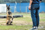 巡逻犬首次在长沙地铁执勤 警犬是这样练成的 - 长沙新闻网
