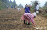 村民冒雨在山腰种植百合 - 长沙新闻网