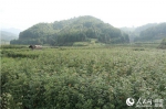 金洞村民种植的楠木苗 - 长沙新闻网