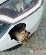男子上班邂逅野鸡把自己的车撞了个大窟窿 (图) - 长沙新闻网