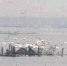 湖南共有21个护鸟营 南洞庭湖发现最大天鹅迁徙群 - 长沙新闻网