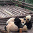 3只大熊猫打群架持续45分钟 或为“红颜”欢心 - 长沙新闻网