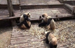 3只大熊猫打群架持续45分钟 或为“红颜”欢心 - 长沙新闻网