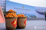 麻阳冰糖橙采摘节开幕 三天时间免费品尝 - 长沙新闻网