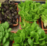 长沙有家百分百绿色餐厅 里面到处都是盆栽蔬菜 - 长沙新闻网