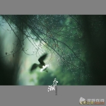 【他说】星辰拍客廖荔平：用东方美学诠释生态摄影 - 长沙新闻网