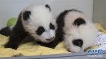 （外代一线）（2）美国亚特兰大动物园为大熊猫双胞胎命名 - 长沙新闻网