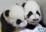 （外代一线）（1）美国亚特兰大动物园为大熊猫双胞胎命名 - 长沙新闻网