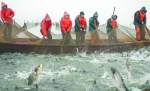首届洞庭南湖起鱼节开幕 百万公斤鱼一网捞起 - 长沙新闻网