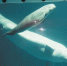 长沙海底世界的白鲸小公主举行“百日宴”(图) - 长沙新闻网