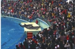 1月1日，长沙海底世界，游客在海洋剧场看动物表演。        记者  田超  摄 - 新浪湖南