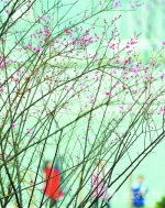 长沙各大公园的梅花预计在春节前后大面积盛开(图) - 长沙新闻网