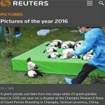 熊猫宝宝不慎摔跤倒栽葱 摔成“世界最佳照片”(图) - 长沙新闻网