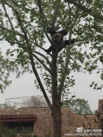 明明是只熊猫，却偏要当爬树的猴子! - 长沙新闻网