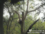 明明是只熊猫，却偏要当爬树的猴子! - 长沙新闻网