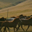 都得交！外媒：蒙古国民正捐马匹黄金助国家还债 - 长沙新闻网