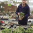 长沙花卉市场展现新风景 “懒人植物”利润可观 - 长沙新闻网
