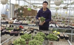 长沙花卉市场展现新风景 “懒人植物”利润可观 - 长沙新闻网