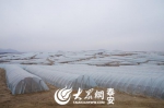 图为刘孝平的茶叶大棚，覆盖近万亩土地 - 长沙新闻网