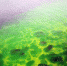 克里米亚半岛附近黑海海水变荧光绿 原因不明(组图) - 长沙新闻网