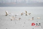 600余只小天鹅飞临岳阳 东洞庭湖现“天鹅湖”美景 - 长沙新闻网