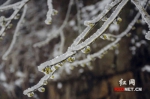 寒潮中湖南山景：晶莹剔透的冰凌世界(组图) - 长沙新闻网