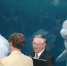 白鲸水族馆婚礼现场“凑热闹”抢镜新婚夫妇(图) - 长沙新闻网