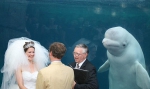 白鲸水族馆婚礼现场“凑热闹”抢镜新婚夫妇(图) - 长沙新闻网