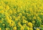 华容县：油菜花开满地“黄金甲” - 农业机械化信息网