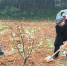 义务植树送老人 靖港柏叶村民种下“绿色存折” - 长沙新闻网