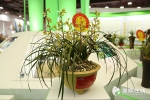 第27届中国(长沙)兰花博览会开幕 市民可凭身份证免费领票 - 长沙新闻网