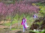 湘赣边桃花艺术节火爆 看看镜头下的桃花有多美 - 长沙新闻网