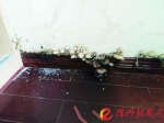 罗女士的卧室墙角长出了一排蘑菇（记者 刘玺 摄） - 新浪湖南