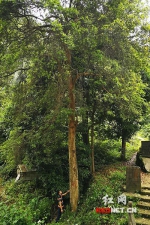 益阳渠江现树龄近五百年的三叶红芽赤楠 有23米高 - 新浪湖南