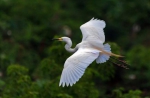 江口鸟洲，每年的四至六月，每天清晨和傍晚，是鸟出巢和鸟归巢时候，成千上万的鸟儿成群结队。博客 歪树 - 新浪湖南