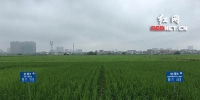 减少40%氮肥用量 水稻田里来了一台“减肥”明星 - 农业机械化信息网