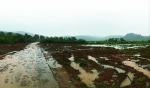 湖里湿地旁边，土地被大量挖开，植被被破坏 记者 贺天鸿 摄 - 新浪湖南