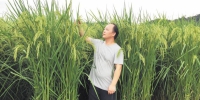 试验中的全新水稻品种最高接近两米。王化永供图 - 湖南红网