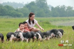 【十大农业品牌】宁乡花猪：从濒临灭绝到最贵猪肉的崛起之路 - 湖南红网